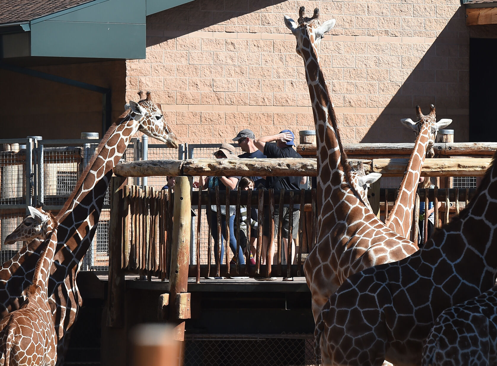 071821-life-giraffes 06.JPG